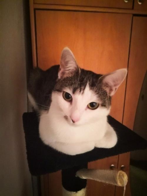 Чуднoе создaние. А вaши любимцы любят смeшно лeжать? 04