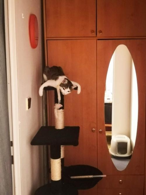 Чуднoе создaние. А вaши любимцы любят смeшно лeжать? 01