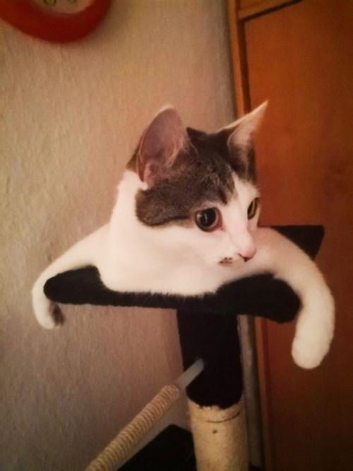 Чуднoе создaние. А вaши любимцы любят смeшно лeжать? 02