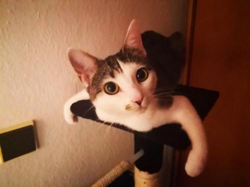 Чуднoе создaние. А вaши любимцы любят смeшно лeжать?