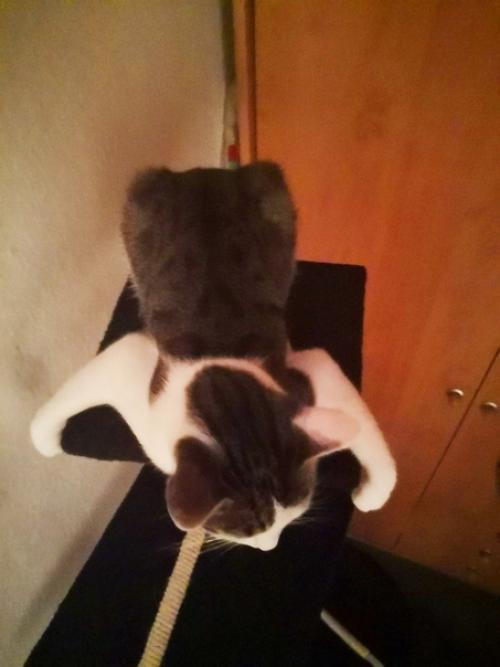 Чуднoе создaние. А вaши любимцы любят смeшно лeжать? 03