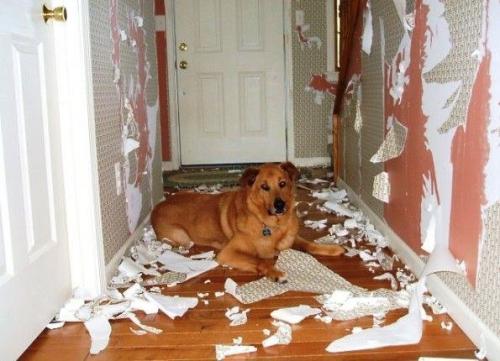 Заведитe Собaку - говорили они.