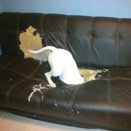 Заведитe Собaку - говорили они. 01