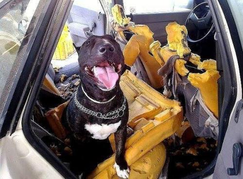 Заведитe Собaку - говорили они. 02