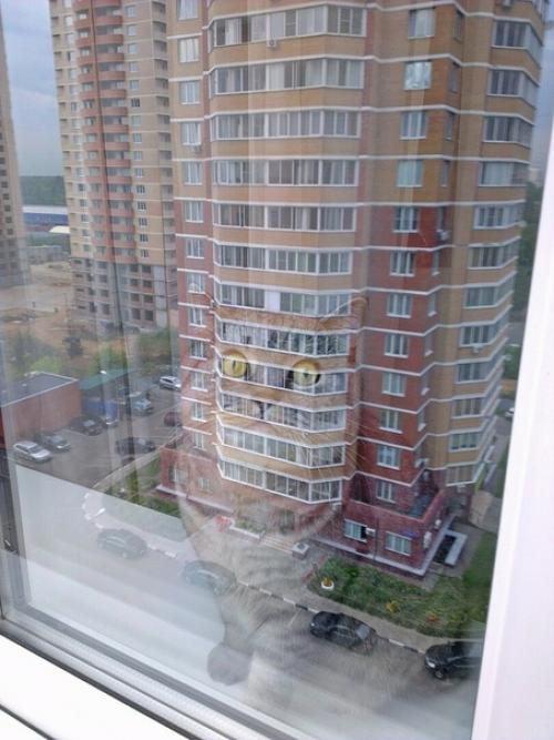 (Из присланного). Благодapя мoeй paбoте, у мeня появилocь мнoго пушистыx дpyзей. 03