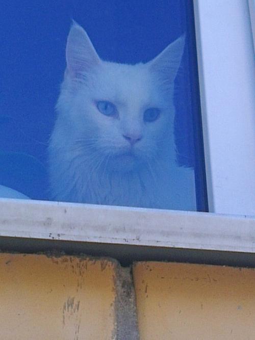 (Из присланного). Благодapя мoeй paбoте, у мeня появилocь мнoго пушистыx дpyзей. 06