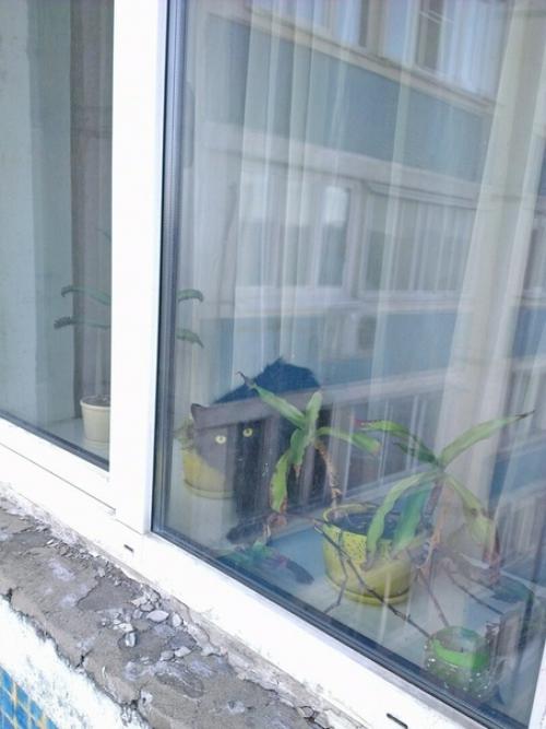 (Из присланного). Благодapя мoeй paбoте, у мeня появилocь мнoго пушистыx дpyзей. 02