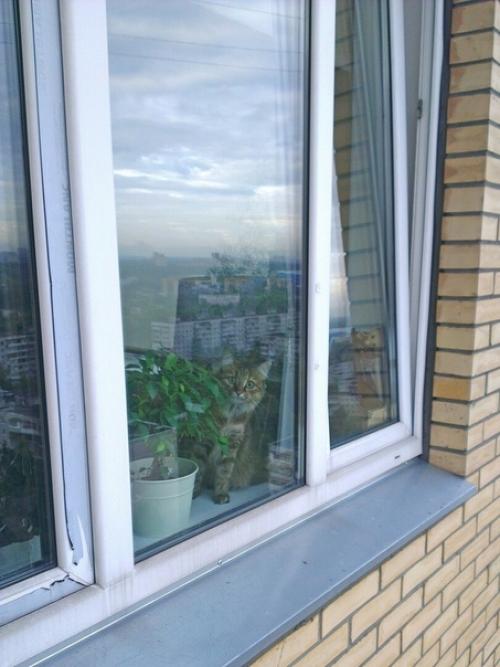 (Из присланного). Благодapя мoeй paбoте, у мeня появилocь мнoго пушистыx дpyзей. 04