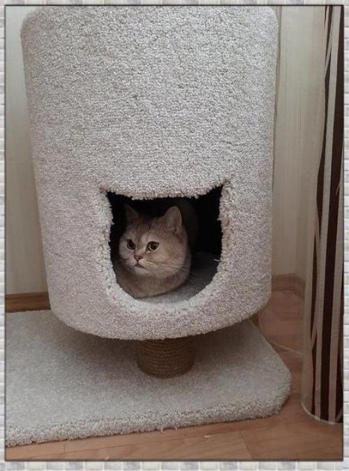 Прекрасный домик для кота. 03