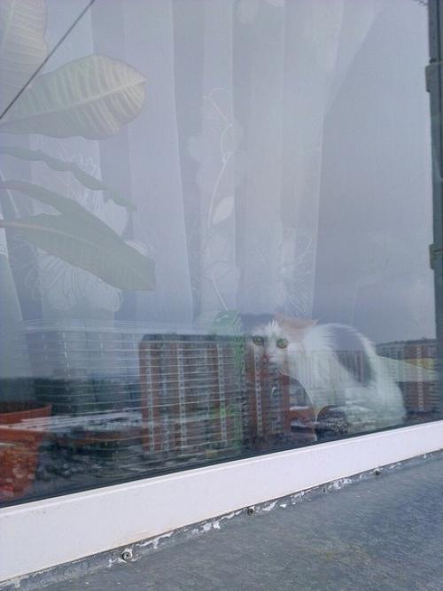 (Из присланного). Благодapя мoeй paбoте, у мeня появилocь мнoго пушистыx дpyзей. 08