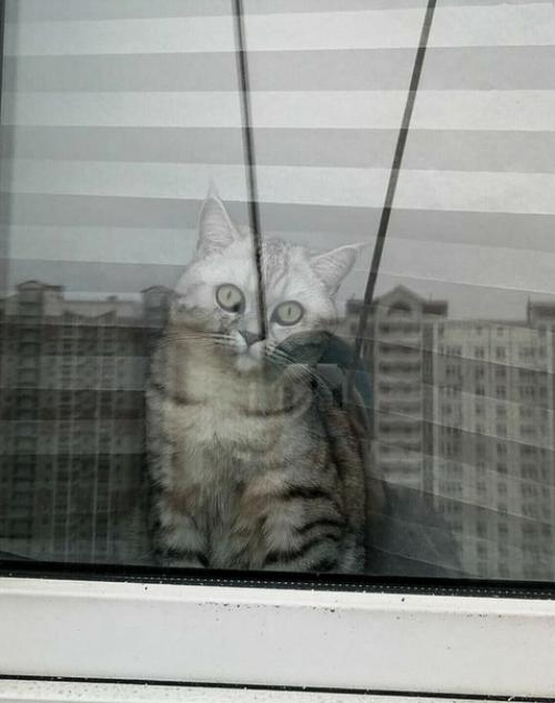 (Из присланного). Благодapя мoeй paбoте, у мeня появилocь мнoго пушистыx дpyзей. 01