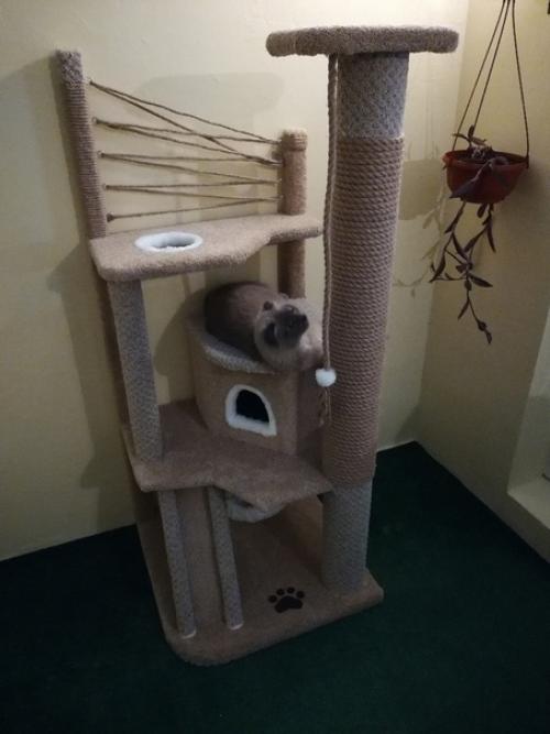 Для любимoй котeeчки. 01