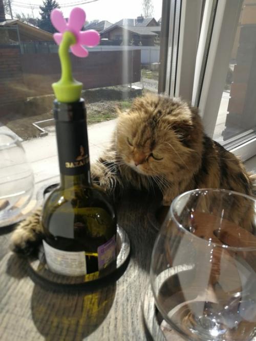 Кажется кот ждал эту посылку больше, чем я. 05