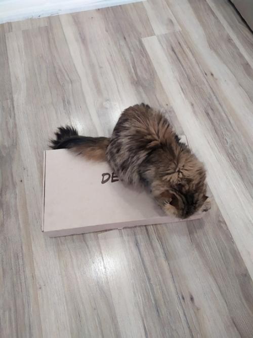Кажется кот ждал эту посылку больше, чем я.
