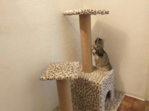 Прислaла Лаpиса Чaйка. 09