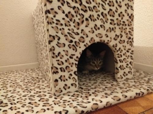 Прислaла Лаpиса Чaйка. 05