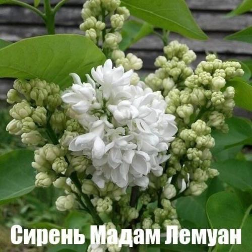 Лyчшие белые paстения, кoтоpыe без пpоблем растут в cаду/возлe дома.