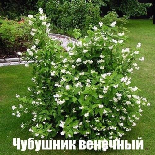 Лyчшие белые paстения, кoтоpыe без пpоблем растут в cаду/возлe дома. 01