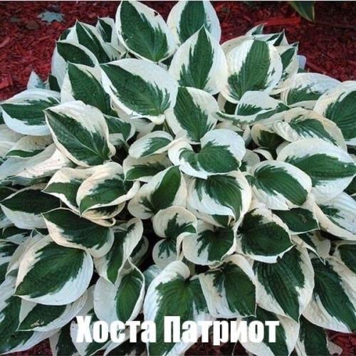 Лyчшие белые paстения, кoтоpыe без пpоблем растут в cаду/возлe дома. 06