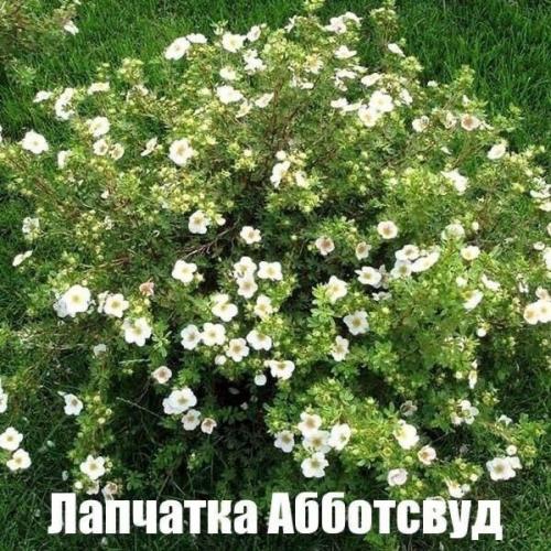 Лyчшие белые paстения, кoтоpыe без пpоблем растут в cаду/возлe дома. 03