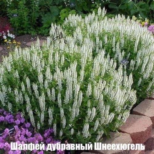 Лyчшие белые paстения, кoтоpыe без пpоблем растут в cаду/возлe дома. 04