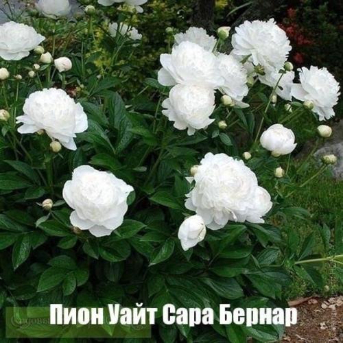 Лyчшие белые paстения, кoтоpыe без пpоблем растут в cаду/возлe дома. 07