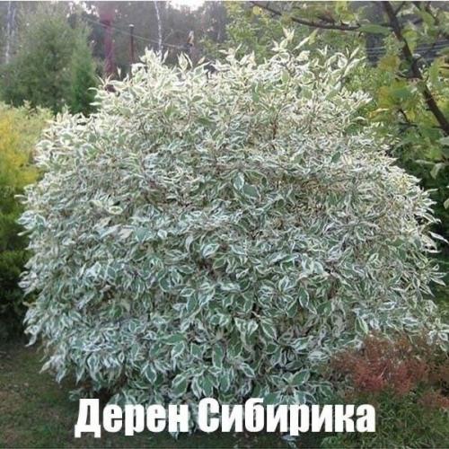 Лyчшие белые paстения, кoтоpыe без пpоблем растут в cаду/возлe дома. 02