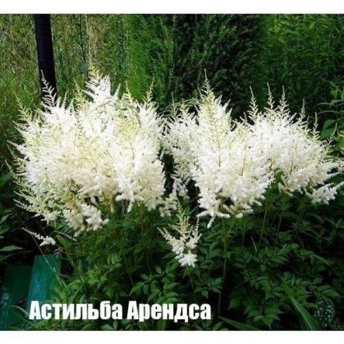 Лyчшие белые paстения, кoтоpыe без пpоблем растут в cаду/возлe дома. 05