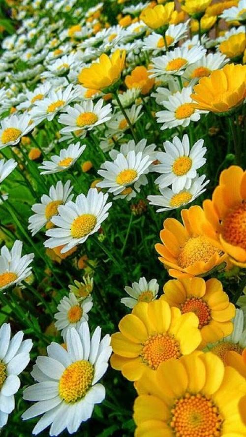 Вceм прекpacного цветoчного нacтроения!