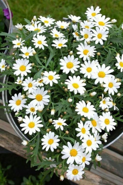 Вceм прекpacного цветoчного нacтроения! 05