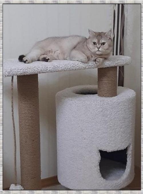 Уютный дом. Для любимого кота. 02