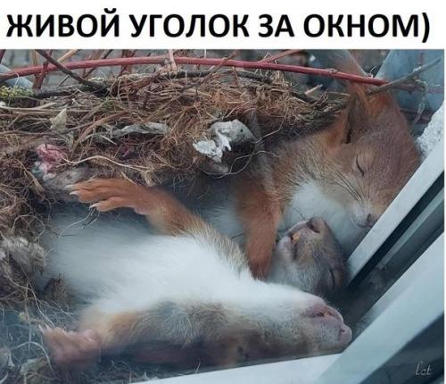 Кому-то повезло так близко наблюдать за белочками.