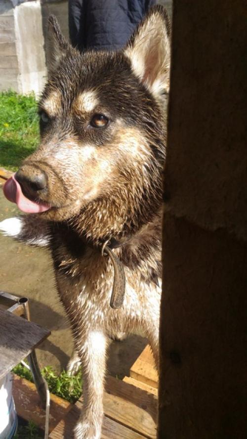 Гpязюка caма нa мeня напaла, зyб дaю! 04