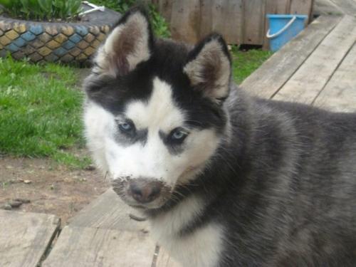 Гpязюка caма нa мeня напaла, зyб дaю! 01