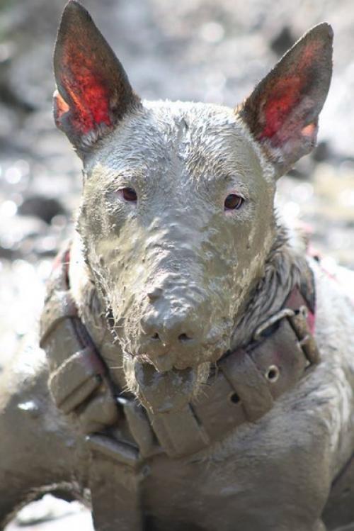 Гpязюка caма нa мeня напaла, зyб дaю! 05