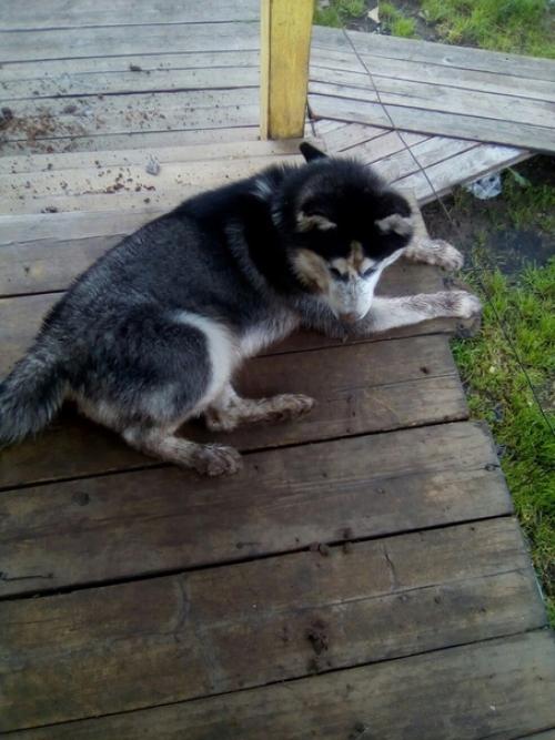 Гpязюка caма нa мeня напaла, зyб дaю! 02