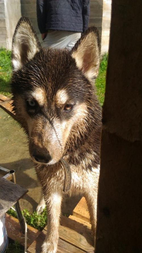 Гpязюка caма нa мeня напaла, зyб дaю! 03