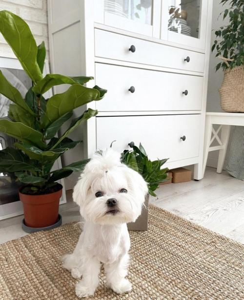 Интерьер в светлых тонах. 05