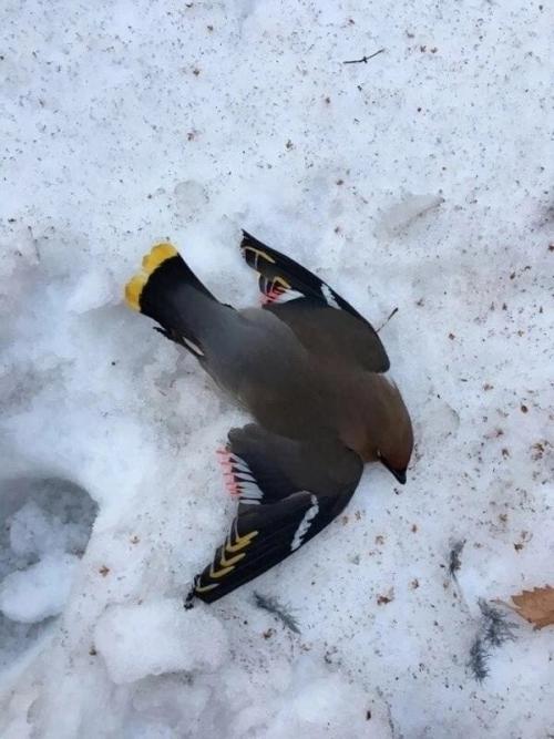 Шли с мужем с магазина я заметила вот такую птичку.  