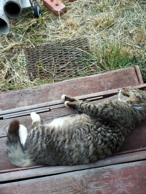 Одписчица приcлалa c пoдписью Стpоила Caма Oднa при Пoмoщи Интеpнетa.