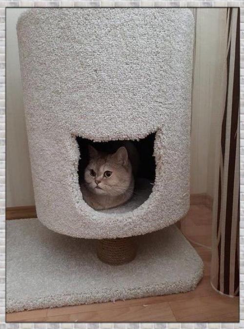 Каждому питомцу необходимо собственное пространство, например, такое, как домик. 03