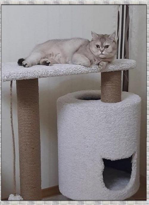 Каждому питомцу необходимо собственное пространство, например, такое, как домик. 02