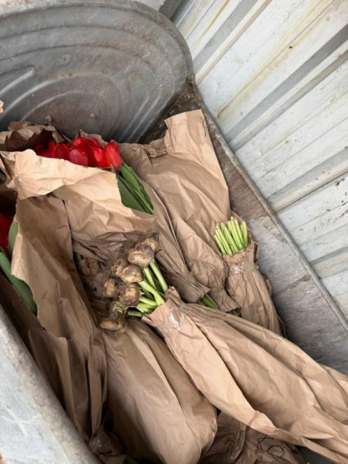 Все тюльпаны в огромных количествах на мусорки после праздника повыбрасывали. 01