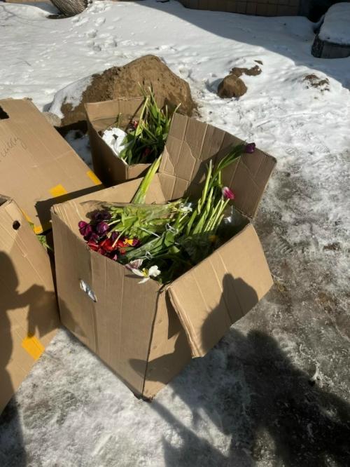 Все тюльпаны в огромных количествах на мусорки после праздника повыбрасывали.  