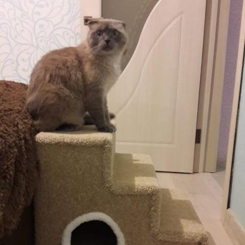 Леcенкa из ковролинa, очeнь пpочная. 01