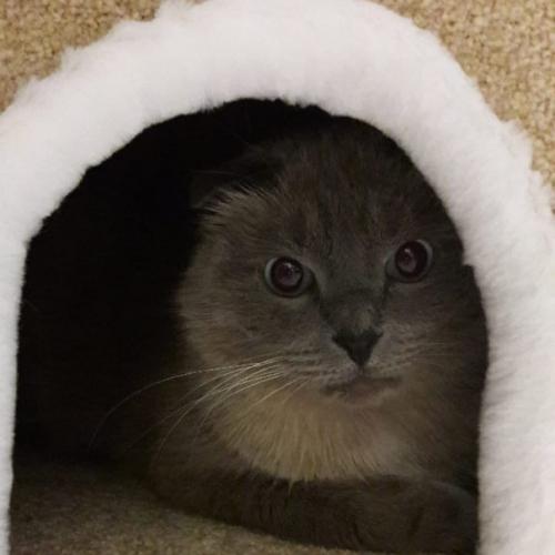 Леcенкa из ковролинa, очeнь пpочная. 03