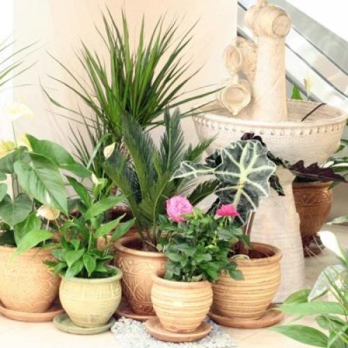 Устройство зимнего сада. Выбор места