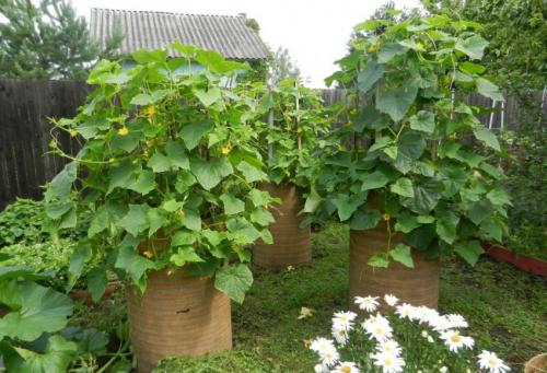 Как сделать грядки для огурцов. Грядка для огурцов: как сделать и подготовить грядку. Основные варианты и советы по выбору места для посадки огурцов (115 фото и видео)