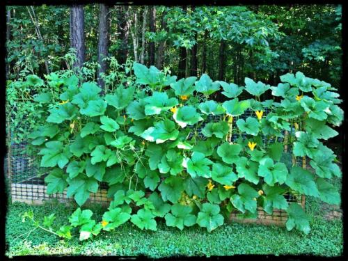 Как сделать грядки для огурцов. Грядка для огурцов: как сделать и подготовить грядку. Основные варианты и советы по выбору места для посадки огурцов (115 фото и видео)