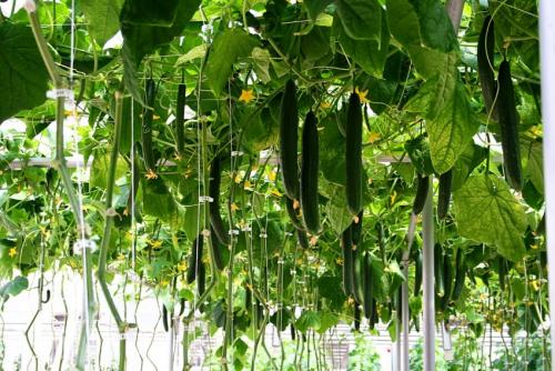 Как сделать грядки для огурцов. Грядка для огурцов: как сделать и подготовить грядку. Основные варианты и советы по выбору места для посадки огурцов (115 фото и видео)